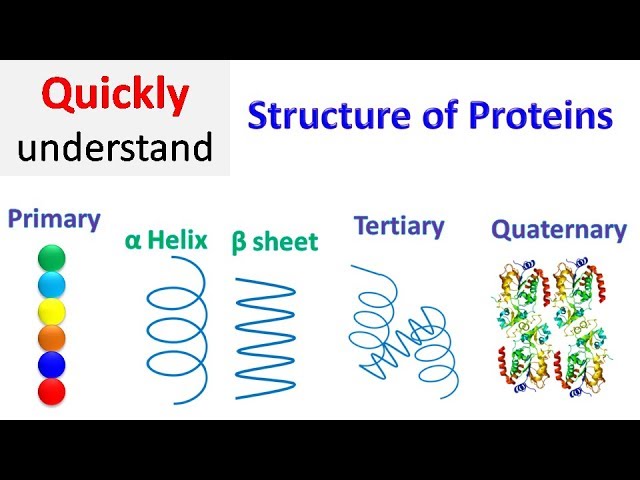 Protein structure | Primary | Secondary | Tertiary | Quaternary
