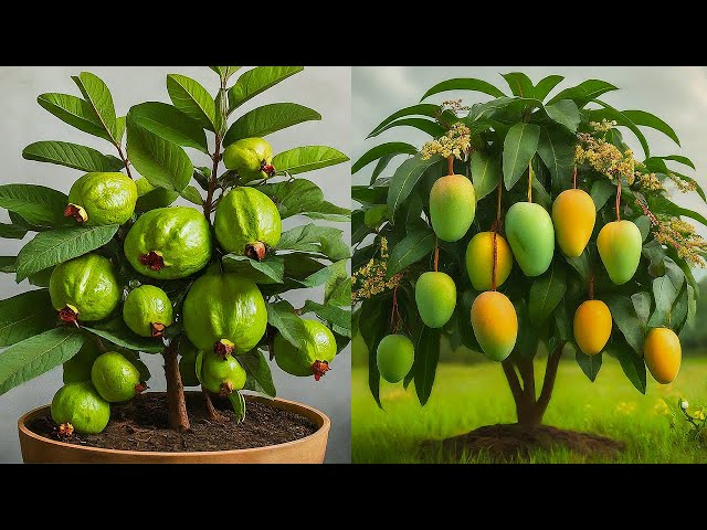 🌿Ready to grow your own Mango and Guava trees at home, how to grow mango and guava trees