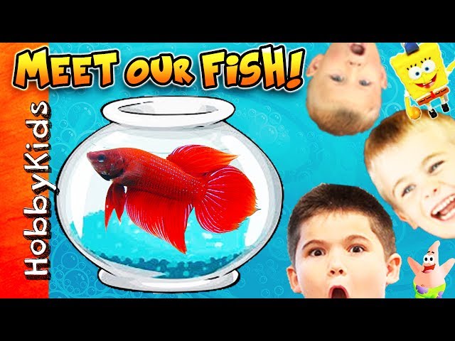 We Get New Fish and Tanks + Surprise Eggs with HobbyKids