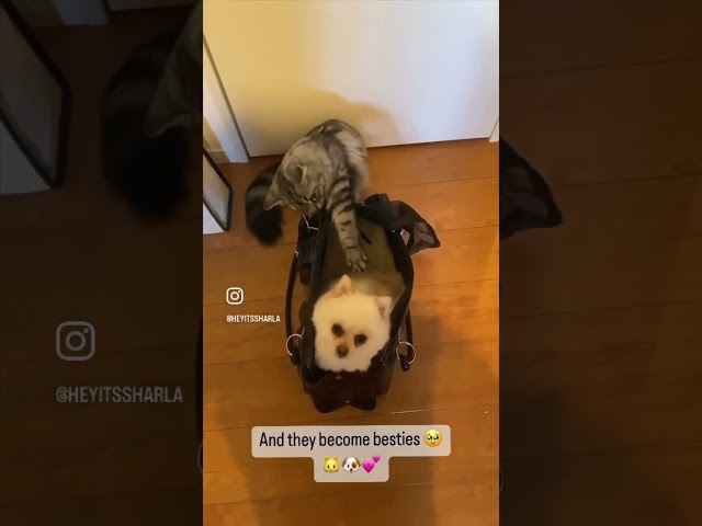 WHEN A CAT MEETS A DOG… 😅