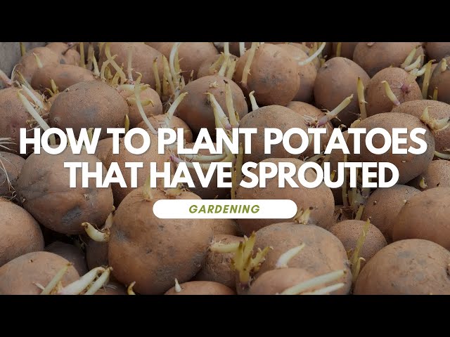 How To Plant Potatoes That Have Sprouted