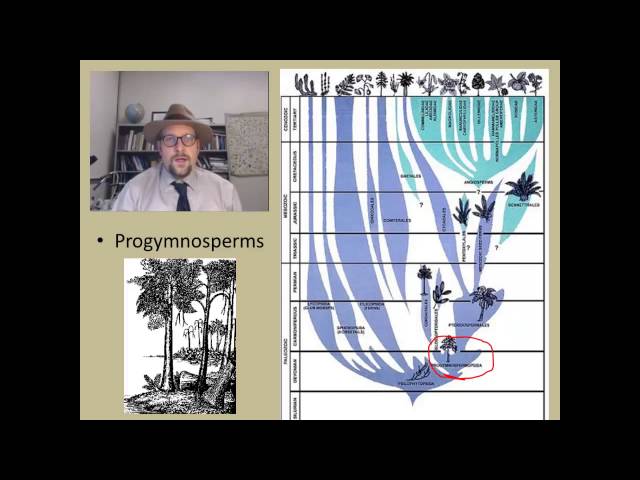 How did the first seed plants (the Gymnosperms) evolve?