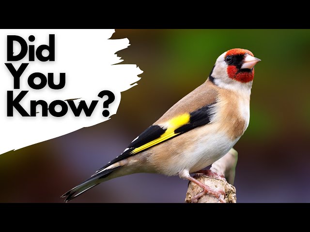 Things you need to know about the GOLDFINCH!