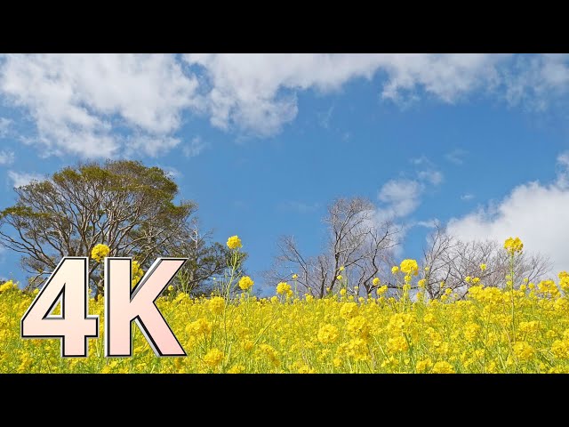 4K UHD 2 hours - Spring scenery in Japan with nature sounds / 菜の花と河津桜の風景