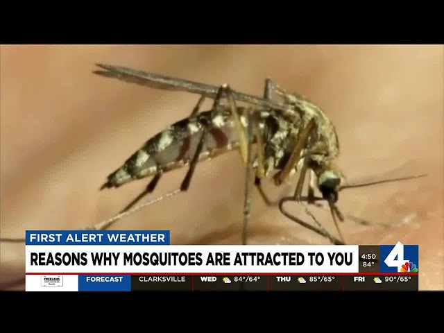 Reasons why mosquitoes are attracted to you