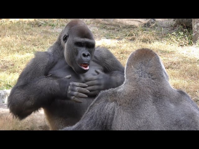 Gorillas Play 1 Hour FYV #gorillas