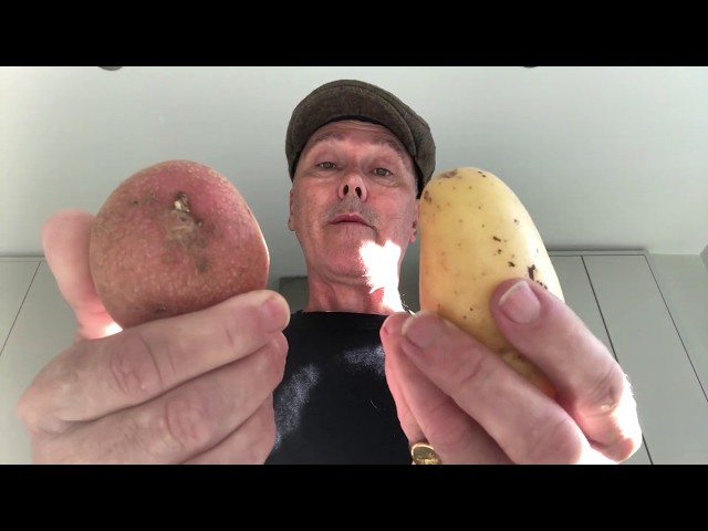 Choosing Potatoes