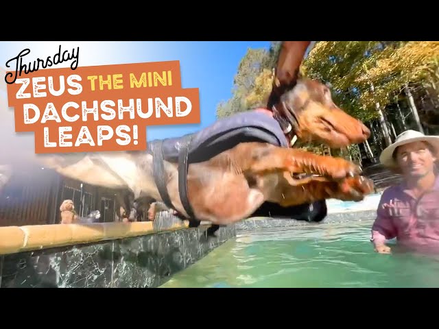 Funny Mini Dachshund Can't Stop Diving into Swimming pool! | The Farm