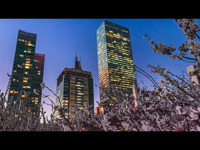 Cherry Blossom Seoul 2023 Way Home in Yeouido District | Travel Korea 4K HDR