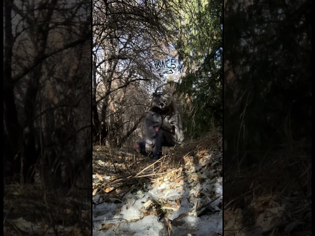 ︶꒷꒦︶ ๋࣭ ⭑𓆣 #therianthropy #quadrobics #quads #timberwolf #therianpride #theriangear #forest