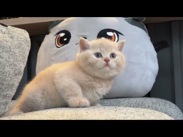 Funny Cream Colored British Shorthair Cat: A Kitten's Playful Adventures!