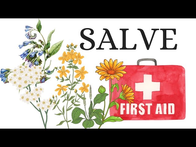 Wild Crafted First Aid Salve Recipe: Soothe Cuts, Burns, Bites, & Bruises with Herbal Medicine!