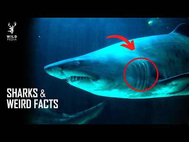 SHARKS & WEIRD FACTS YOU MIGHT NOT KNOW