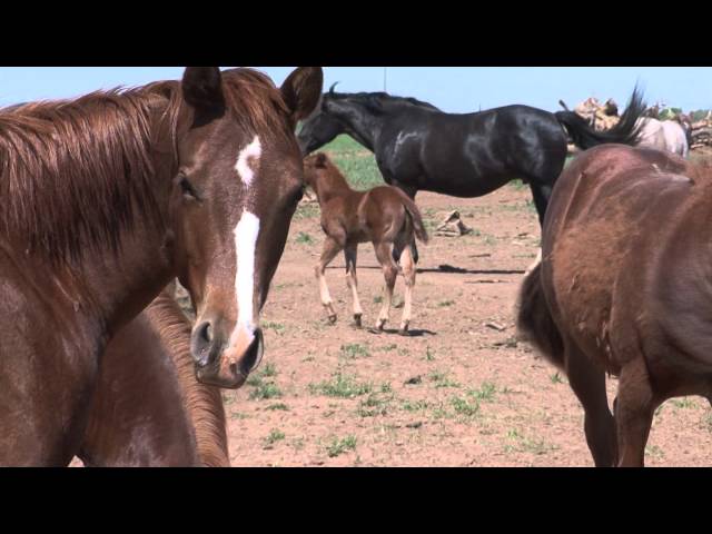 W.T. Waggoner's Total Reduction Horse Sale