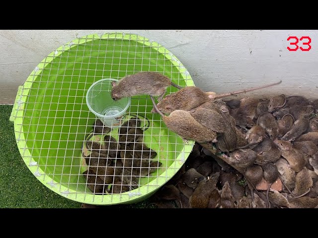 Electric mouse trap  Water rat trap \ Mouse traps with plastic crates are extremely effective