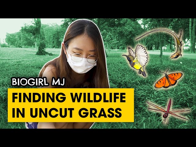 What can you actually find in grasses around you? | Biogirl MJ