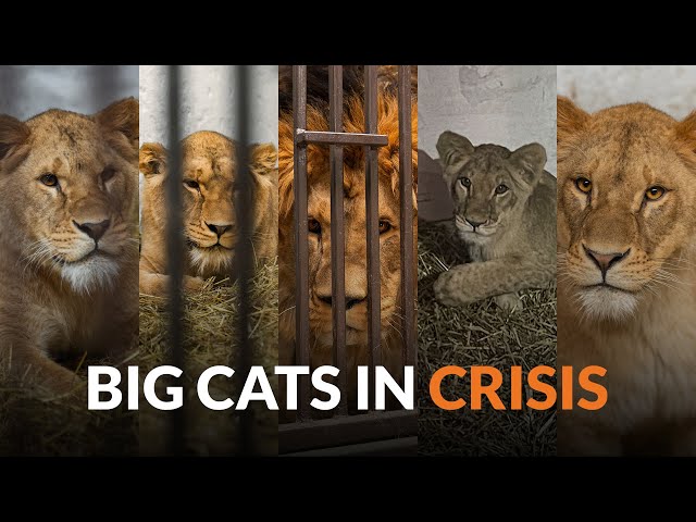 Big Cats In Crisis - Rescuing 5 Lions from WAR-TORN UKRAINE