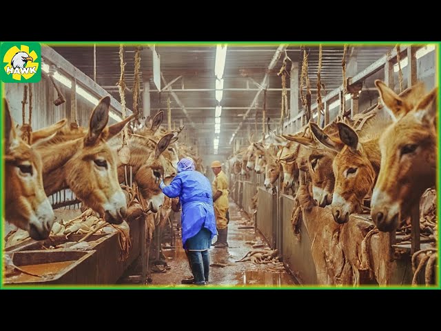 Chinese Farmers Transport and Process Millions of Donkeys For Their Skins | Food Factory