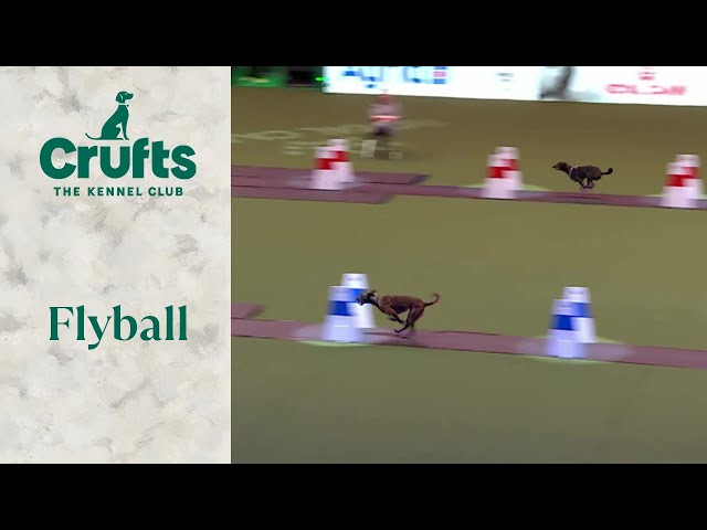 Flyball Team The Last 16 | Crufts 2024