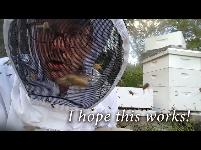 Beekeeping - Splitting an Angry Hive (Africanized Bees?)