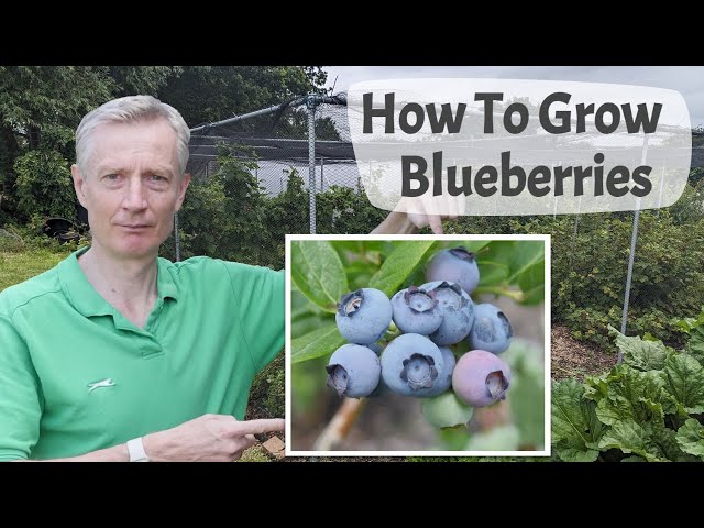 How To Grow Blueberries  - A Complete Guide To Growing Delicious Blueberries