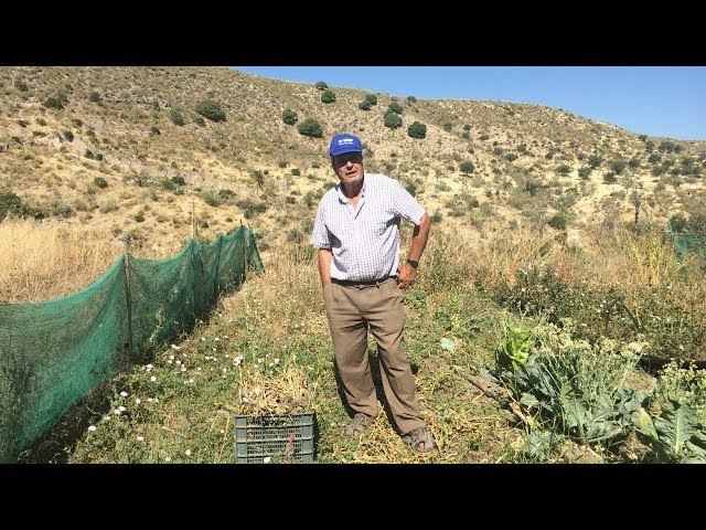 Kampf ums Wasser – Olivenbau extrem in Andalusien (Doku)