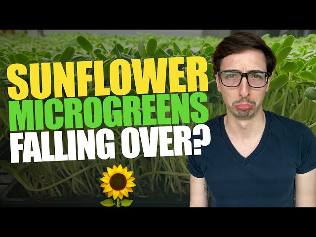 Why Your Sunflower Microgreens are FALLING OVER