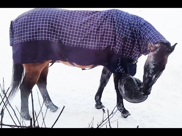Horse Sven Swinging his food bowl around in the snow.
