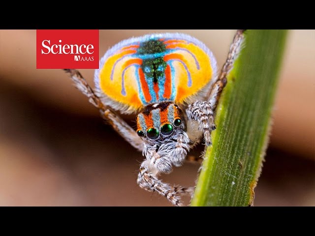Jumping spiders can see extra colors!