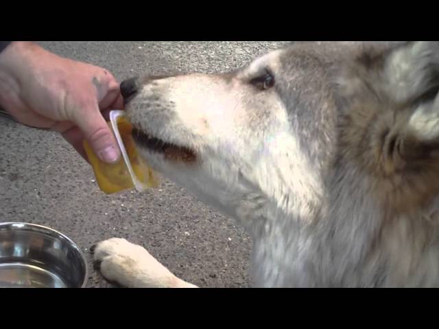 Wolf Eating Baby Food