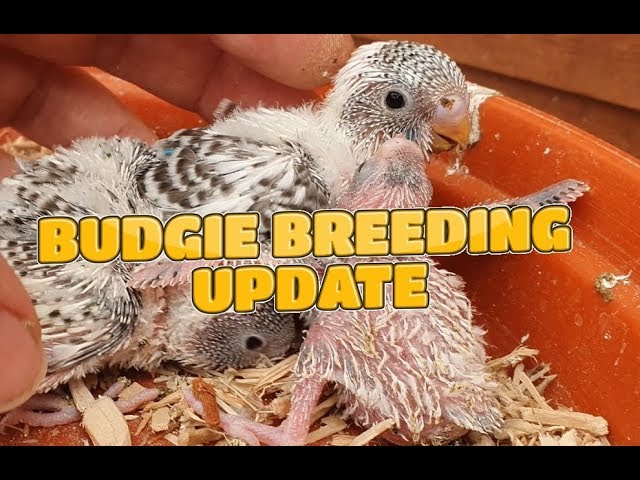 Budgie Breeding Update 7th July 2019 + Remembering My Budgies
