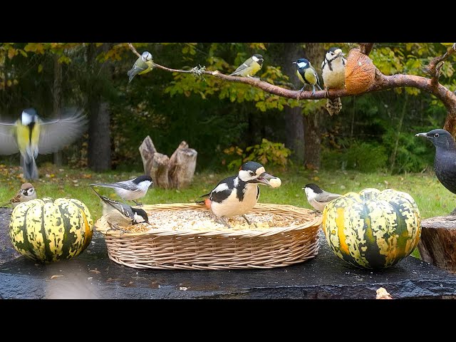 Cat TV: Cute Little BIRDS for Cats to Watch 😺 with Relaxing Birdsounds 10 hours