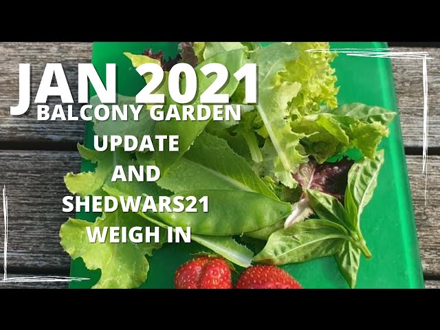 SHEDWARS21: Garden update and weigh in