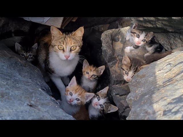 Poor mother cat hiding in the cliffs to protect her Kittens.