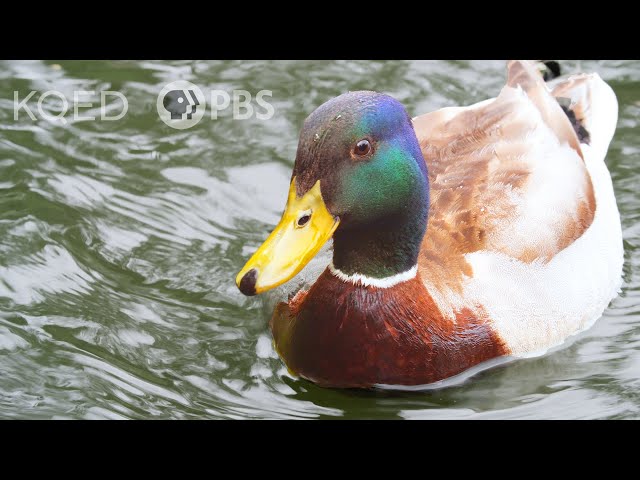 What Actually Makes Water Roll Off a Duck's Back? | Deep Look
