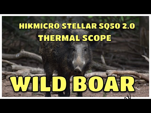The New HIKMICRO STELLAR SQ50 2.0 THERMAL SCOPE . Wild boar