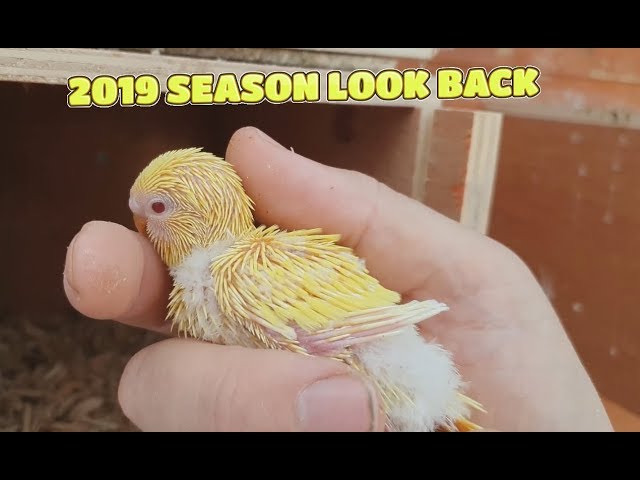 2019 - Beautiful Birds and Babies from the Past Season