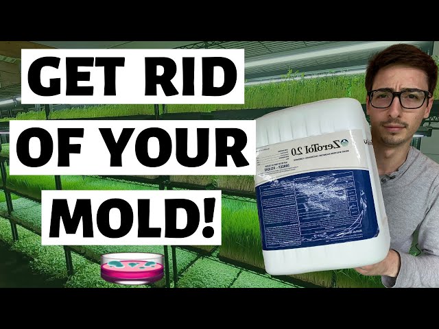 How to FIX / REMEDY Microgreens MOLD (Safe & Fast)