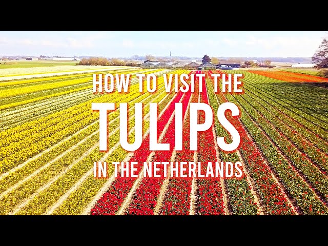 Tulip Fields In The Netherlands: Full Guide On Where And When