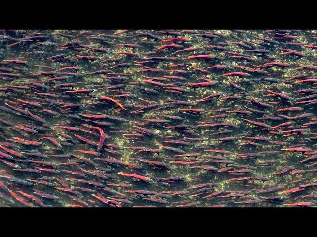 Bristol Bay sockeye salmon are thriving as oceans warm, and it's not clear why