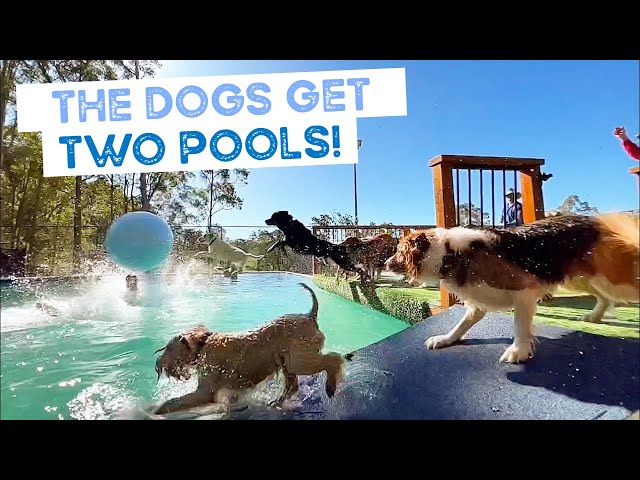 BEST Video of Dogs Swimming in Pool Having Fun | The Farm