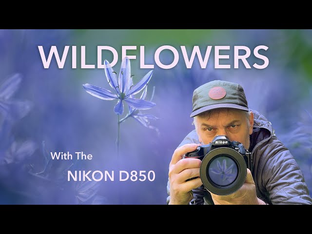 Achieve Stunning Wildflower Shots with These Expert Tricks