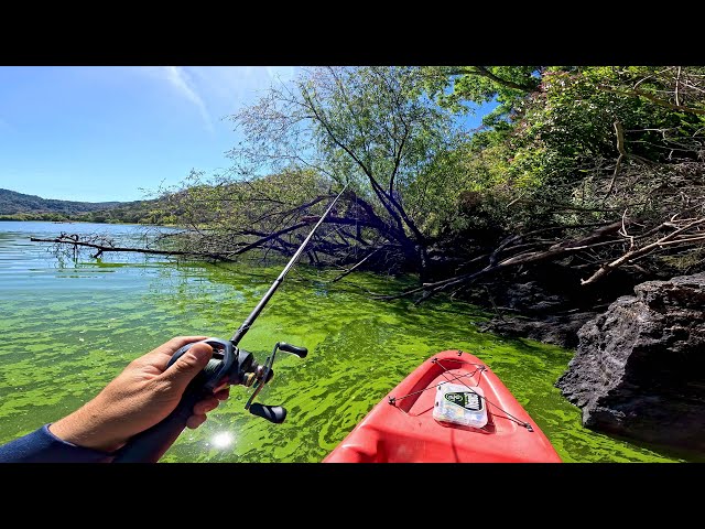 COMO Pescar en Aguas Verdes con Señuelos! | Laguna en el Bosque