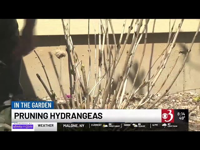 In the Garden: Pruning Hydrangeas