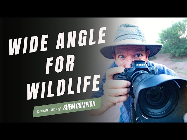 Becoming A Wide Angle Wildlife Photography Master: Pro Tips