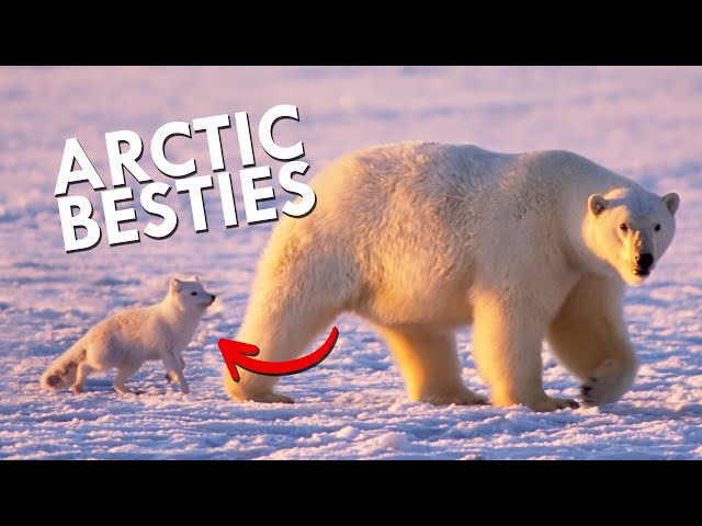 Arctic Foxes And Polar Bears Are Partners In Crime