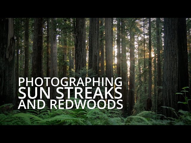 Sunbursts And Small Scenes | Redwoods Large Format Photography - Episode 2