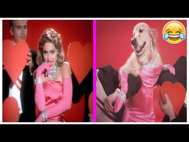 Dog Recreated Madonna’s Iconic Photos