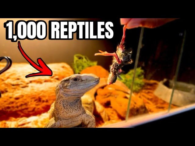 FEEDING ALL THE ANIMALS IN THE PET STORE! *TOUR*
