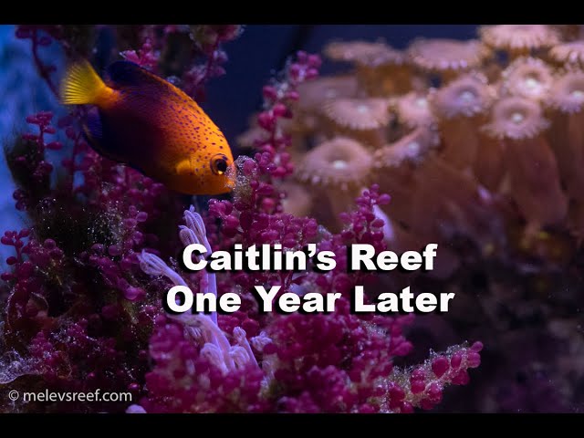 Caitlin's Reef - One Year Update - the Japanese Pygmy Angelfish's home